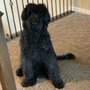 Photo of Jazzy Pet Bed & Breakfast