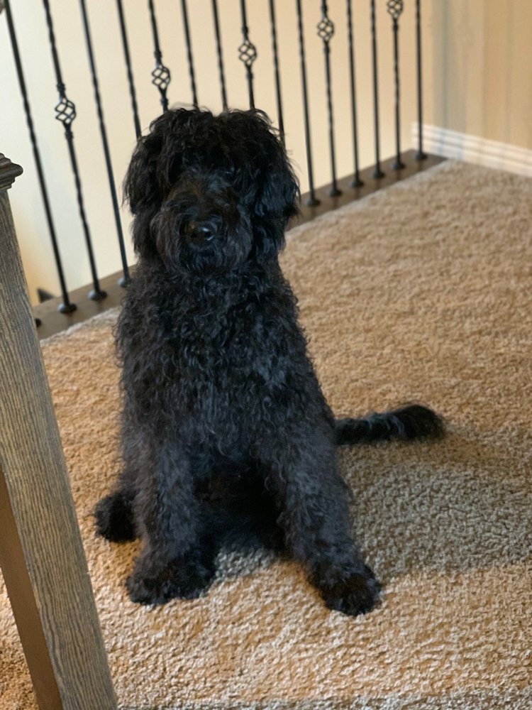 Jazzy Pet Bed & Breakfast Image