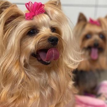 Desert Poppy Pet Parlor - Pet Groomers Near Me - Montrose, Colorado Desert Poppy Pet Parlor - Pet Groomers Near Me - Montrose, Colorado