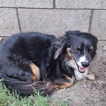 Bigdogsandcats - Before photo - Pet Groomers Near Me - Downey, California Bigdogsandcats - Before photo - Pet Groomers Near Me - Downey, California