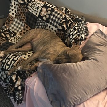 Dog. Hotel & Daycare - Bella had a ruff day at Dog. daycare! - Pet Groomers Near Me - Chicago, Illinois Dog. Hotel & Daycare - Bella had a ruff day at Dog. daycare! - Pet Groomers Near Me - Chicago, Illinois