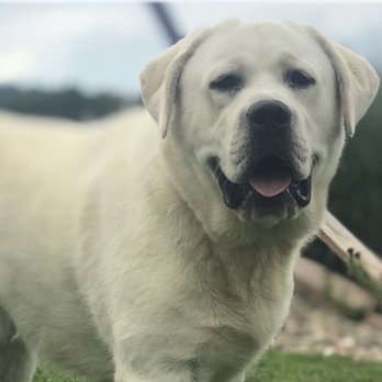 Sideling Hill Labradors - Pet Services Near Me - Waterfall, Pennsylvania Sideling Hill Labradors - Pet Services Near Me - Waterfall, Pennsylvania