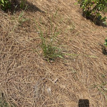 Avelino Landscaping - He should pay be back for all the weeding I have to do. - Lawn Services Near Me Avelino Landscaping - He should pay be back for all the weeding I have to do. - Lawn Services Near Me