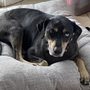 Photo of Dog Spot