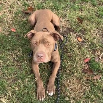Primal Canine - The good boy at a park with tons of dogs around. - Pet Training Near Me - Gilroy, California