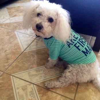 Happy Puppy - Before going to Happy Puppy - Pet Groomers Near Me - Fullerton, California