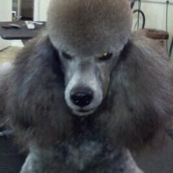 Topknotch Pet Stylz - Pet Groomers Near Me - Central, South Carolina
