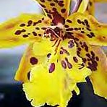 Beautiful Orchids - Home Decor Near Me - San Francisco, California Beautiful Orchids - Home Decor Near Me - San Francisco, California