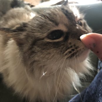Midtown Veterinary Hospital - Kelsey who is perfectly healthy & STILL ALIVE, against doctor's recommendations - Veterinarians Near Me - Houston, Texas Midtown Veterinary Hospital - Kelsey who is perfectly healthy & STILL ALIVE, against doctor's recommendations - Veterinarians Near Me - Houston, Texas