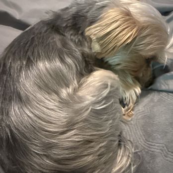 Riverview Grooming - Pet Groomers Near Me - Riverview, Florida