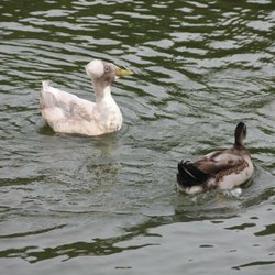 Krug Park - Krug Park - St. Joseph, MO