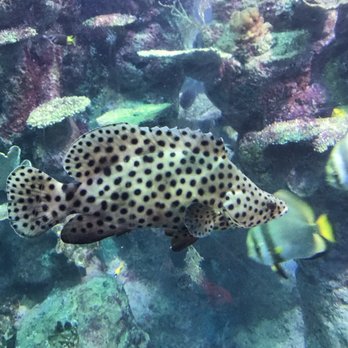 Downtown Aquarium - A leopard fish?! So majestic - Museums Near Me - Denver, Colorado Downtown Aquarium - A leopard fish?! So majestic - Museums Near Me - Denver, Colorado