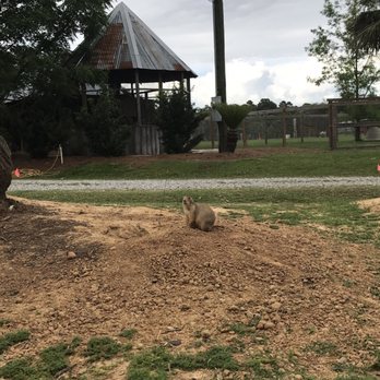 Gone Wild Safari - Prairie dogs just out and about - Zoos Near Me - Pineville, Louisiana Gone Wild Safari - Prairie dogs just out and about - Zoos Near Me - Pineville, Louisiana