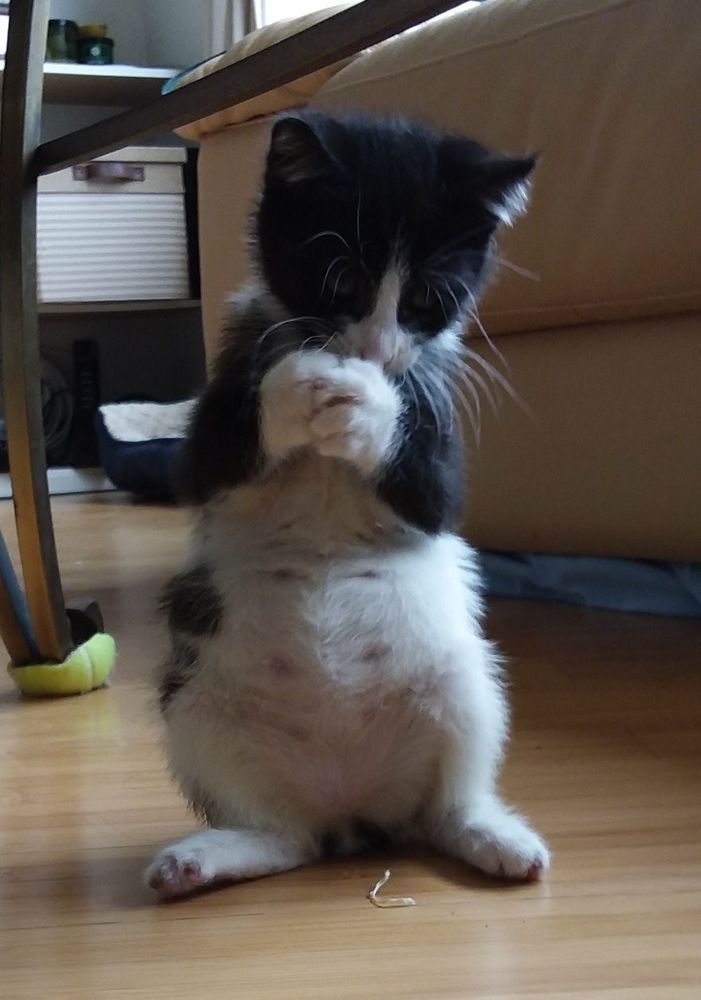 HAPA SITTING SERVICE Pet Sitting 2393 Tantalus Dr, Honolulu, HI