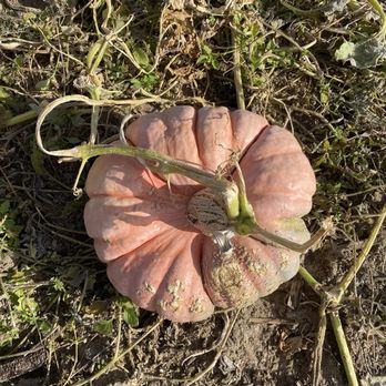Mile High Farms - Pumpkin - Pumpkin Patches Near Me - Bennett, Colorado Mile High Farms - Pumpkin - Pumpkin Patches Near Me - Bennett, Colorado