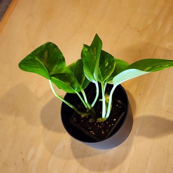 Corner Coffee - Camden - Plant - Coffee & Tea Near Me - Minneapolis, Minnesota Corner Coffee - Camden - Plant - Coffee & Tea Near Me - Minneapolis, Minnesota