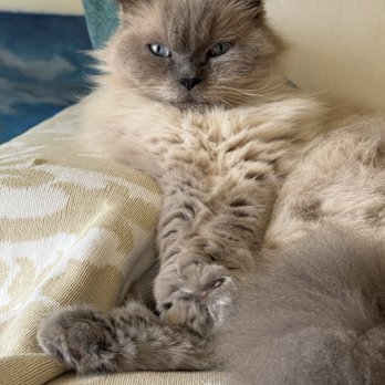 Pasternak Veterinary Center - 13 Year old Himalayan after being boarded 6 months at Dr. Pasternak's Veterinary  Clinic - Veterinarians Near Me - Los Angeles, California