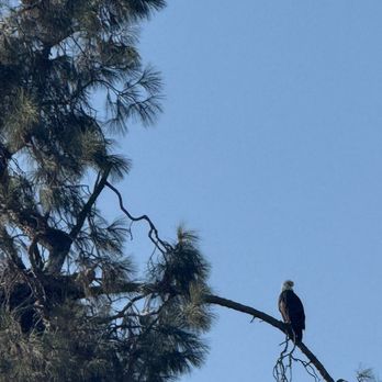 Central Coast Trailrides - Bald eagle on the ride - Horseback Riding Near Me