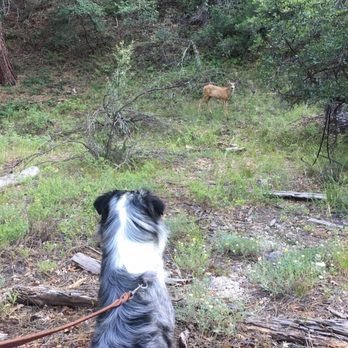 Ouray KOA - Saw a friendly deer on our walk on the KOA trail - Campgrounds Near Me
