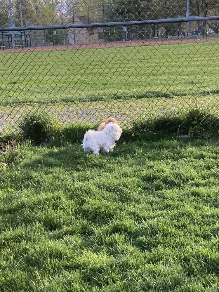 OLNEY MANOR DOG PARK Updated October 2024 29 Photos & 32 Reviews