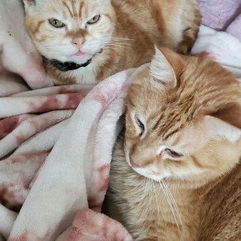 Briargrove Animal Clinic - Toothless Kisses and brother Charley staying warm in Texas freeze. - Veterinarians Near Me - Houston, Texas Briargrove Animal Clinic - Toothless Kisses and brother Charley staying warm in Texas freeze. - Veterinarians Near Me - Houston, Texas