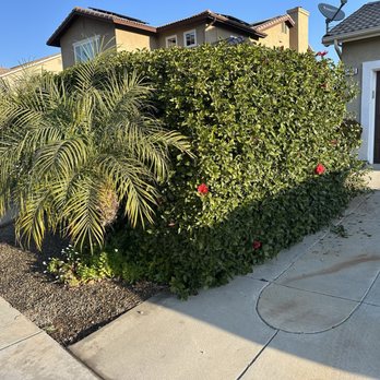 Edmar Tree Service & Landscaping - Before - overgrown shrub and date palm - Landscaping Near Me Edmar Tree Service & Landscaping - Before - overgrown shrub and date palm - Landscaping Near Me