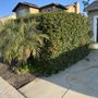Edmar Tree Service & Landscaping