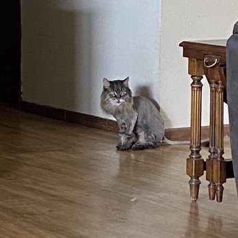 Jared The Cat Groomer - Oh the beat photo but she is an adorable little lion now. - Pet Groomers Near Me - Vancouver, Washington Jared The Cat Groomer - Oh the beat photo but she is an adorable little lion now. - Pet Groomers Near Me - Vancouver, Washington
