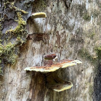 Hoh Rainforest - Hiking Near Me - Forks, Washington Hoh Rainforest - Hiking Near Me - Forks, Washington