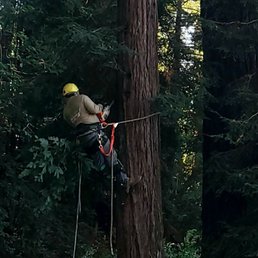 Expert tree climbers who use all the safety gear.