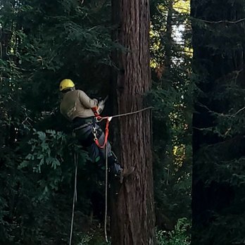 Venros Tree Service - Expert tree climbers who use all the safety gear. - Tree Services Near Me