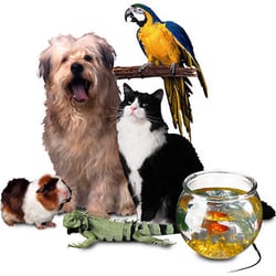 Pets 2 Impress