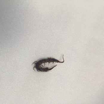 China Express - some kind of worm with legs found in my shrimp lo mein - Chinese Near Me - Vienna, Virginia