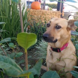 Liberty Legal Assistance - Roxy girl, age 2