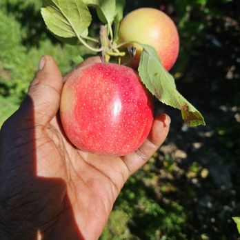 Lawrence Farms Orchards - Gala Apples - Pick Your Own Farms Near Me - Newburgh, New York Lawrence Farms Orchards - Gala Apples - Pick Your Own Farms Near Me - Newburgh, New York