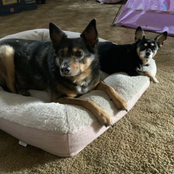 Doggie Dos - Puff and Riley - Pet Groomers Near Me - La Mesa, California