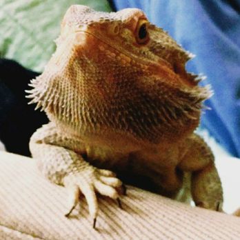 Arbor Pet Clinic - Flapjack, in better days. - Veterinarians Near Me - Lodi, California