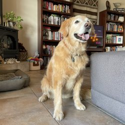 Dog Gone Gorgeous - Groomed beauty