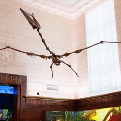 Texas Science & Natural History Museum - Walk beneath the 33-foot wingspan of a pterosaur, Quetzalcoatlus northropi, the largest flying creature to ever live!