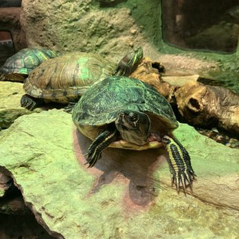 The Grove - Turtles! - Landmarks & Historical Buildings Near Me - Glenview, Illinois
