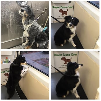 Rover Done Over - Pet Groomers Near Me Rover Done Over - Pet Groomers Near Me