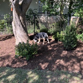 Natureworks - a black and white dog in a garden - Nurseries & Gardening Near Me - Northford, Connecticut Natureworks - a black and white dog in a garden - Nurseries & Gardening Near Me - Northford, Connecticut