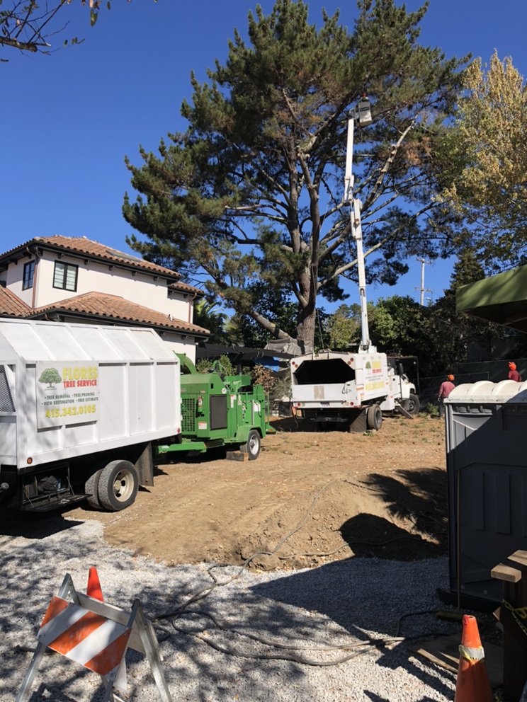 Flores Tree Service - tree service in San Rafael, CA