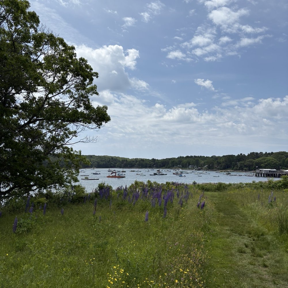 Ulin Point And Lupine Field - Parks Near Me - Bristol, Maine Ulin Point And Lupine Field - Parks Near Me - Bristol, Maine