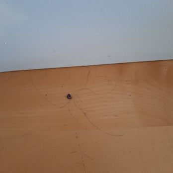 MasterMaid - ton of hair left on the floor - Thanks Leo Silva of MasterMaid - Home Cleaning Near Me MasterMaid - ton of hair left on the floor - Thanks Leo Silva of MasterMaid - Home Cleaning Near Me