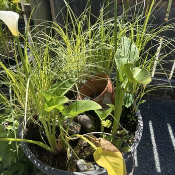 Golden Pond Water Plants - Nurseries & Gardening Near Me - Loomis, California