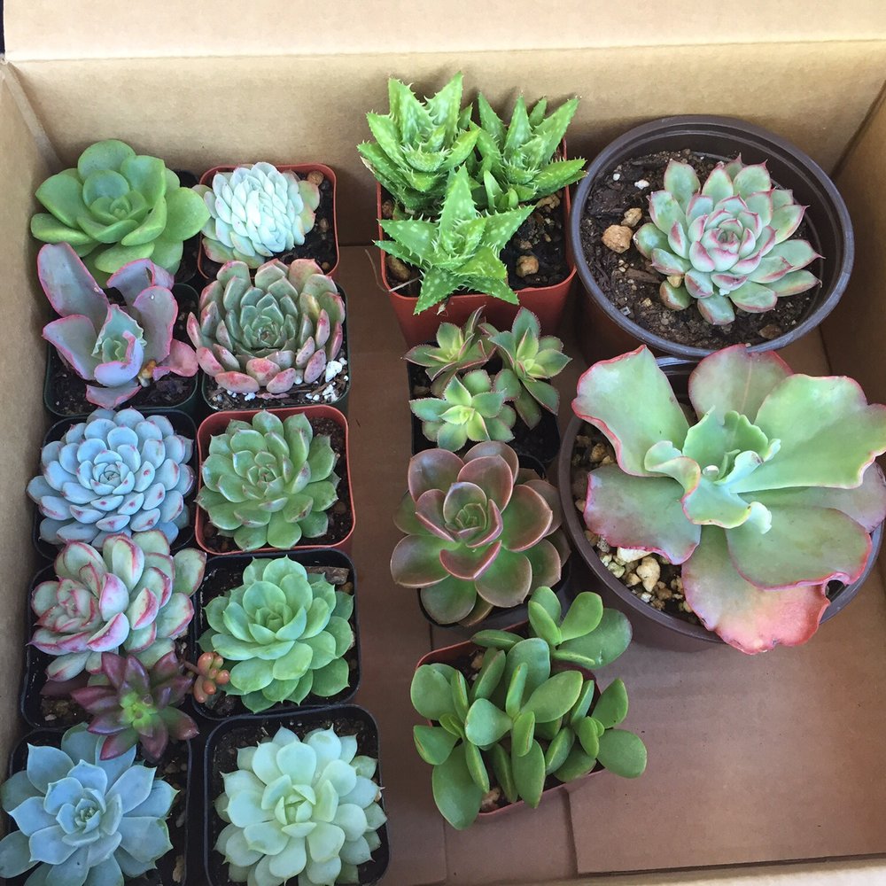 Rojas Succulents and Cacti - After about 1hr of browsing this is my selection I left with. All ranging from $1.50-$2.50 - Nurseries & Gardening Near Me - Fallbrook, California
