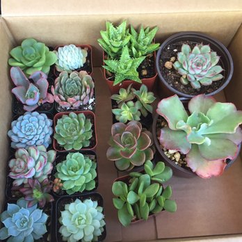 Rojas Succulents and Cacti - After about 1hr of browsing this is my selection I left with. All ranging from $1.50-$2.50 - Nurseries & Gardening Near Me - Fallbrook, California