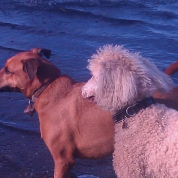 Puppy Love Pet Care - Dog Walkers Near Me - Randle, Washington Puppy Love Pet Care - Dog Walkers Near Me - Randle, Washington