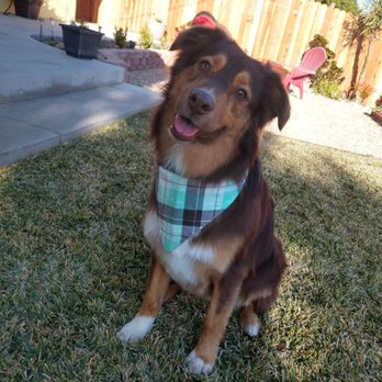 Plush Pups Pet Boutique and Spa - Pet Groomers Near Me - Riverside, California Plush Pups Pet Boutique and Spa - Pet Groomers Near Me - Riverside, California